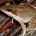 Hylarana daemeli (Australian Wood Frog) in Lake Morris Rd. in Cairns. Near the end gate.<br />Canon EOS 7D + EF70-200 F4L IS + EF1.4xII